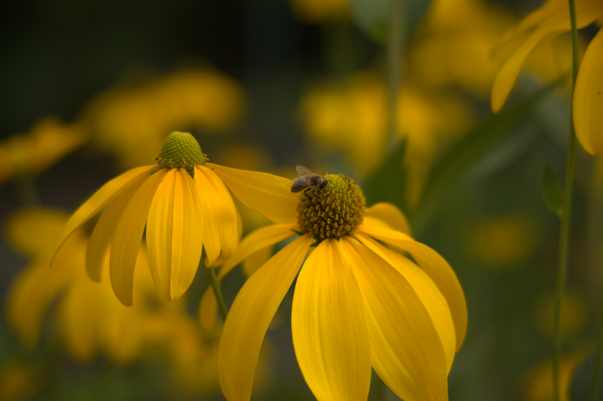 Biene auf Blume